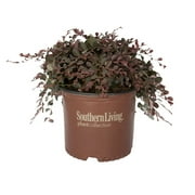 Southern Living Purple Pixie Loropetalum Live Shrub in 3-Gallon Grower Pot